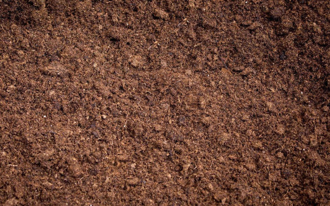 An image of peat moss