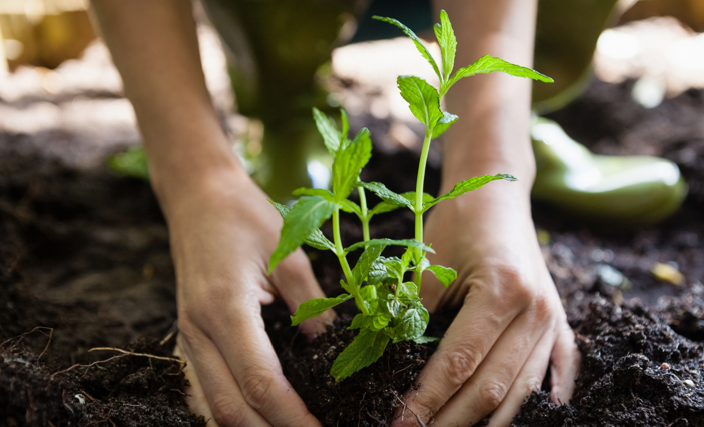 Planting in Fertile Soil Using Vermicomposting