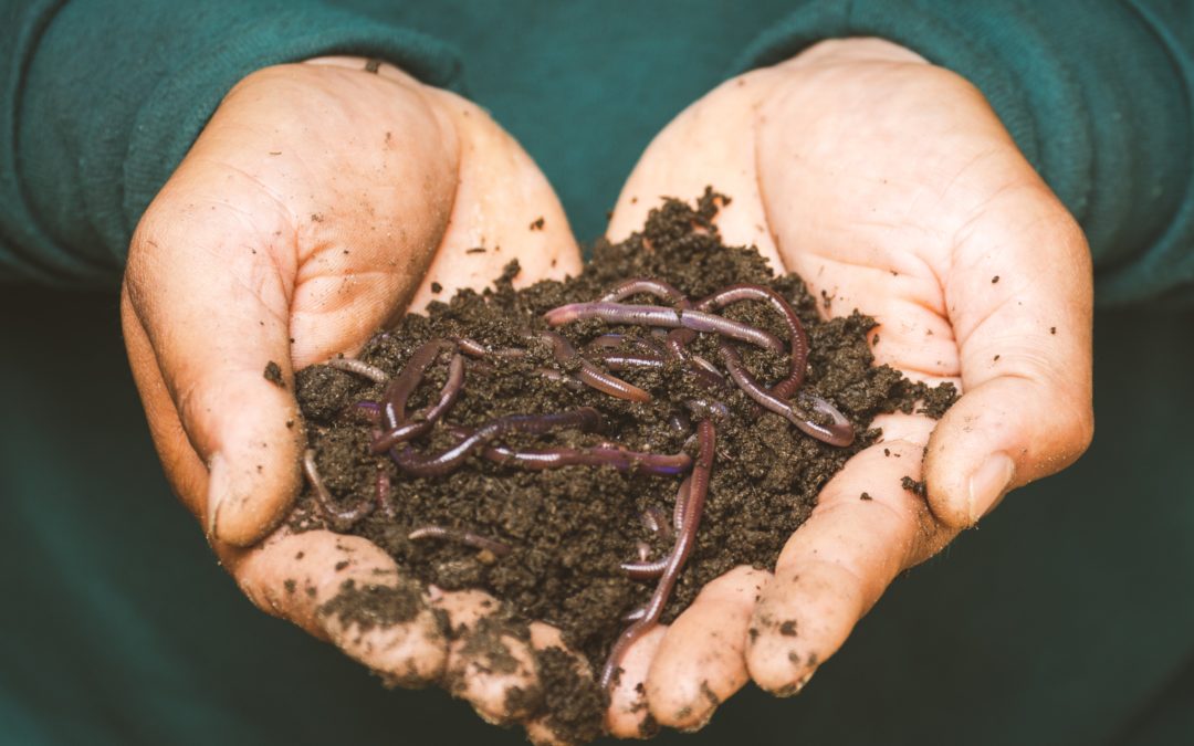 Hands cradling a handful of fertile soil teeming with red wiggler worms, showcasing the natural process of vermicomposting and soil enrichment.