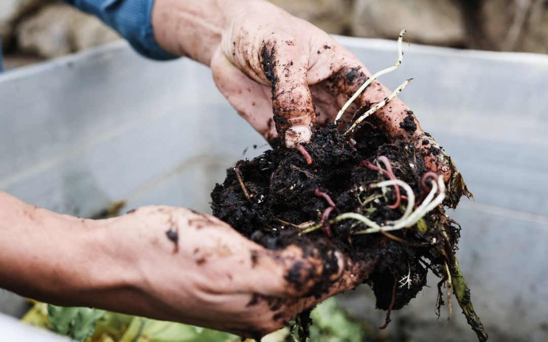 vermicompost market