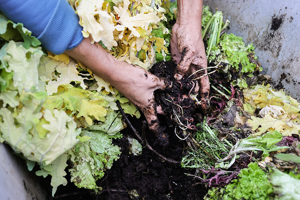 Person in a blue shirt actively engaging in composting, holding a handful of dark, rich compost with worms, surrounded by decomposing organic matter in a compost bin.