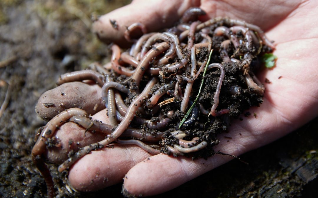 Close-up photo of a person's hand holding earthworms and fertile soil, highlighting the importance of these creatures in enhancing soil health for sustainable agriculture and gardening.