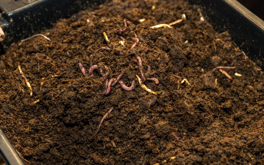 Vermicast: Worms & Microbes Working Together