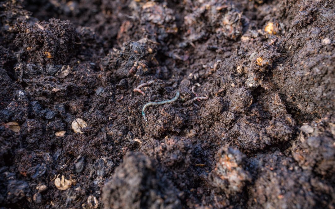 Benefits of Vermicomposting