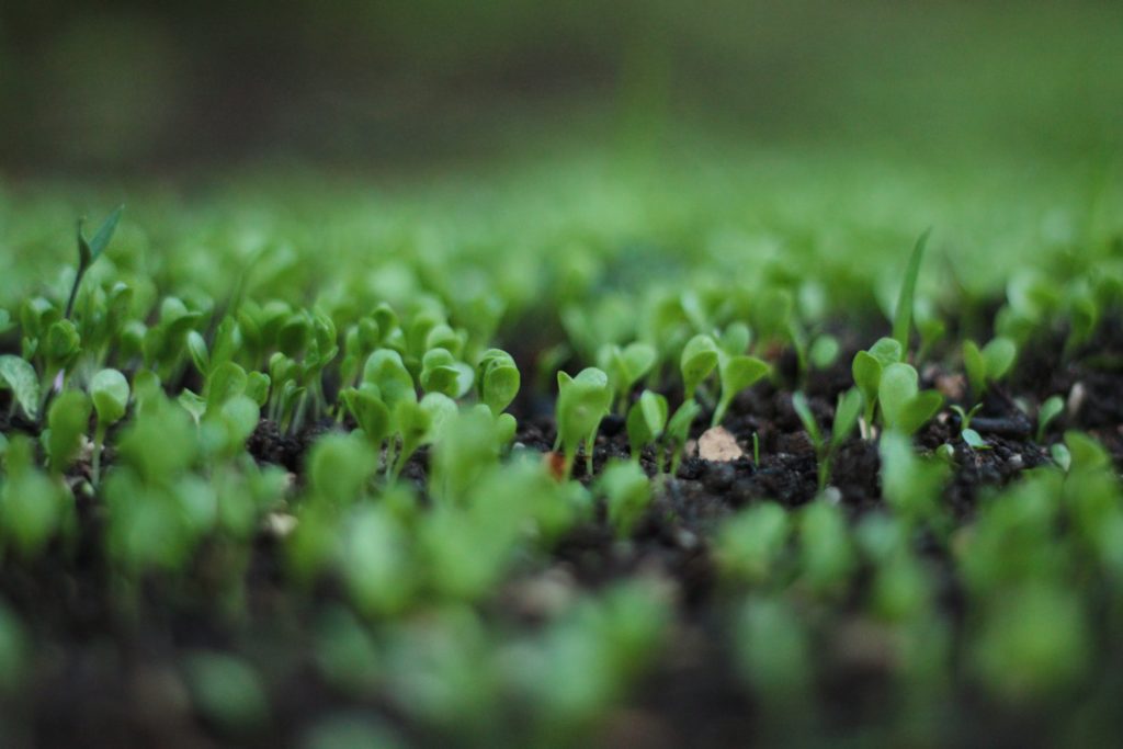 thriving plants on healthy soil