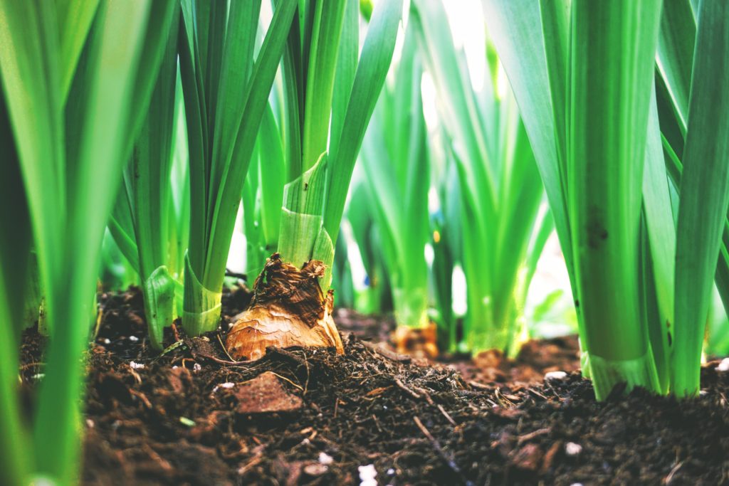 organic matter
