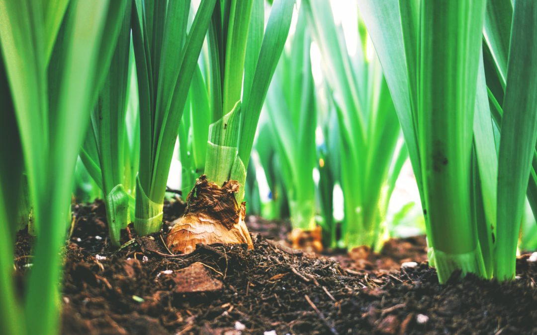 Green plant sprouts growing in soil with a piece of decomposing organic matter, highlighting the crucial role of organic material in enhancing soil health and fertility.