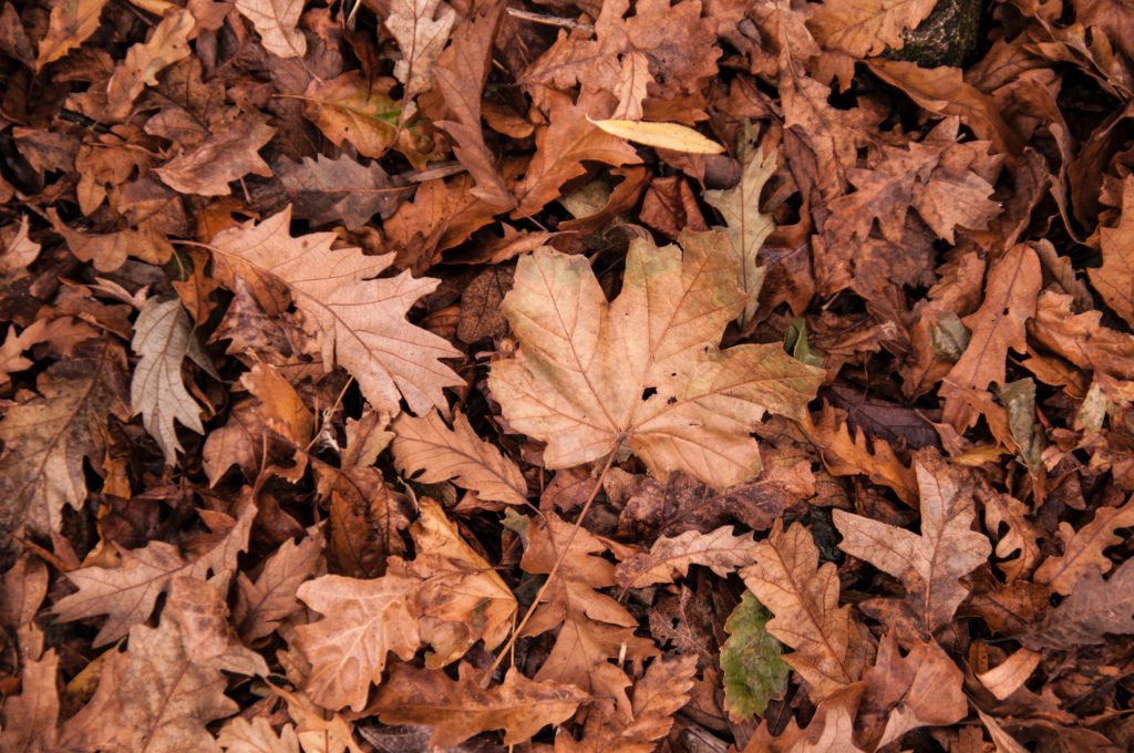 dried leaves