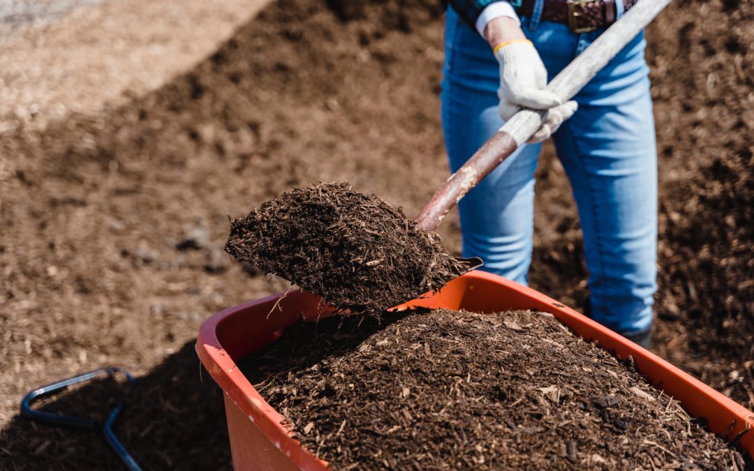 Person shoveling high-quality compost into an orange wheelbarrow with large piles of compost visible in the background, illustrating active work in a garden or composting operation.