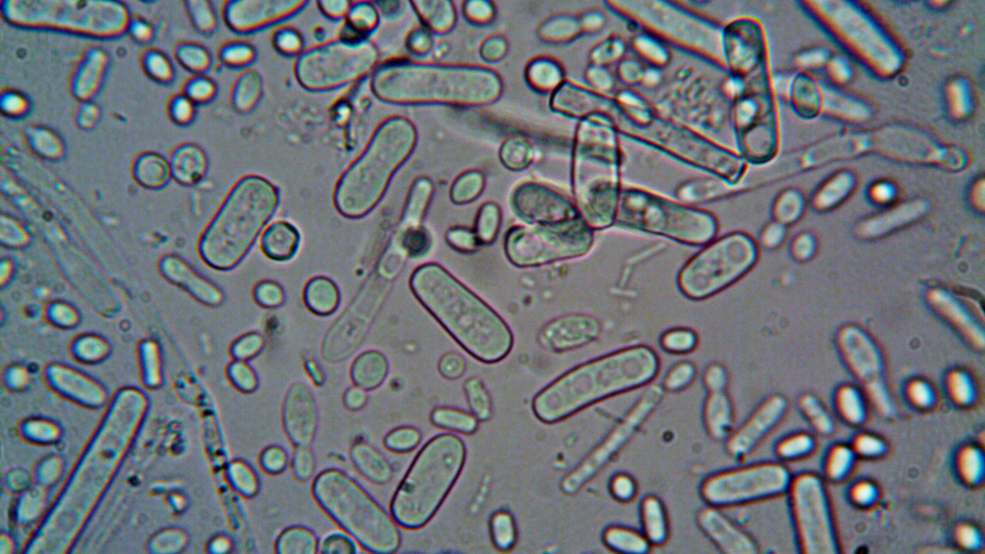 microorganisms under a microscope